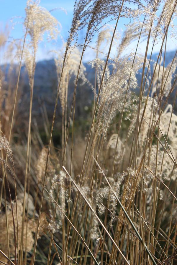 Вілла Chez Elles En Provence Нанс-ле-Пен Екстер'єр фото